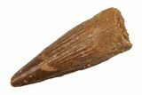 Baby Spinosaurus Tooth - Real Dinosaur Tooth #204348-1